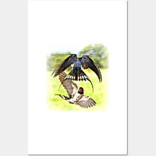 Pairing Swallows Posters and Art